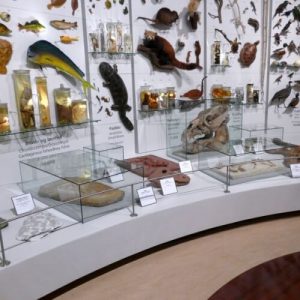 Wall Mounted Museum Showcase 8 Wall Mounted Museum Showcase 8