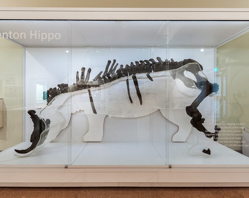 custom display case for derby museum