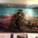 The Rifles Museum Display Case - Before refurbishment