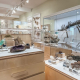 Derby Museum glass display cases showing mineral and crystal specimens with a fossil skeleton case in the background